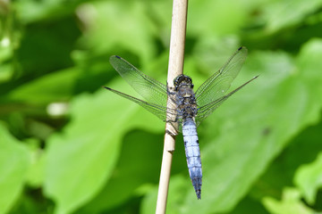 Plattbauch Männchen