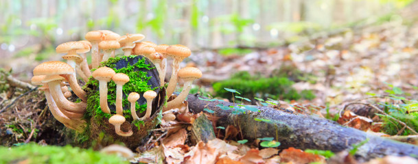 Beautiful mushrooms in the moss.