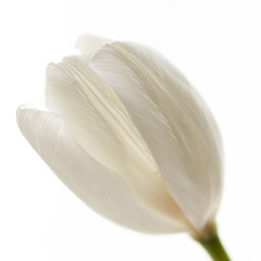 Fototapeta na wymiar tender white tulip on white background. symbol of purity & candor