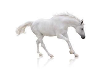 Fototapeta na wymiar white horse runs isolated on white background