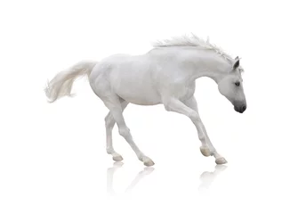 Fotobehang white horse runs isolated on white background © ashva