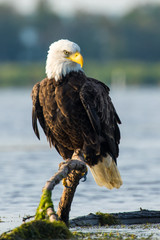 Close Up of Perched Bald Eagle