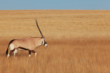 Oryx & Gemsbok in nature - 170299091