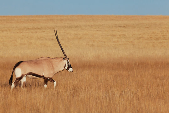 Oryx & Gemsbok in nature