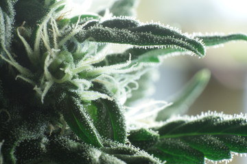 Cannabis Close Up
