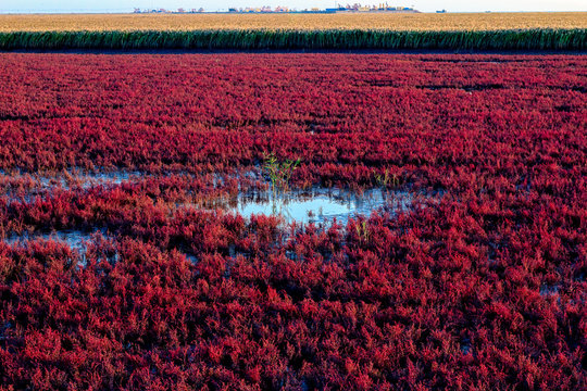 Red Beach China 