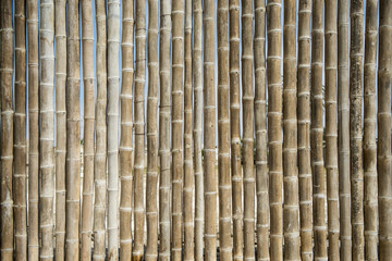 bamboo