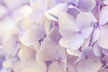 Beautiful purple Hydrangea flowers, natural background with shallow depth of field and selective focus.