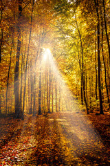 Golden october light with sunrays through the trees in forest