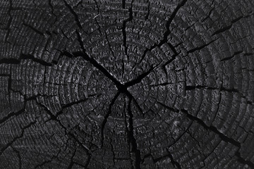 Slice of tree trunk with cracks