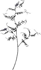 
field pea, plant with curls
