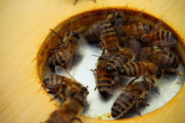 Bee