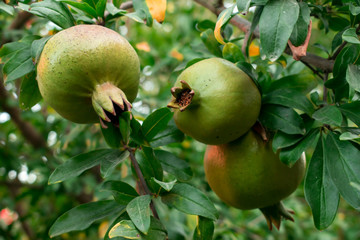 pomegranate green