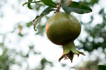 pomegranate green