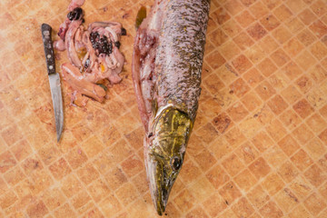 Fototapeta na wymiar OPENING PIKE FISH