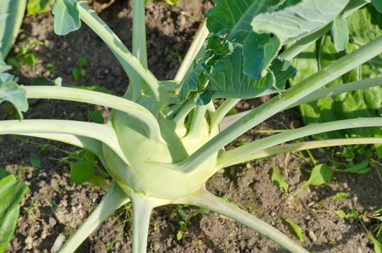 Kohlrabi cabbage growing on a bed in the garden