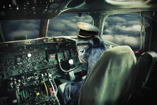 Schimpanse, Affe als Pilot im Cockpit, Flugzeug