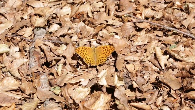 Piccola farfalla arancione sulle foglie secche in montagna 