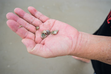 abstract small shell on hand of old man