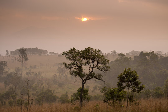Fototapeta Sunrise with landscape tropical forest view during winter.