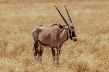 Oryx & Gemsbok in nature