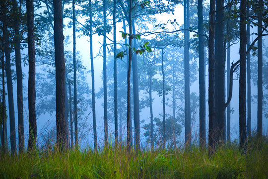 Fototapeta Jungle background inside tropical forest blue and green contrast.