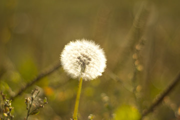 Dandelion macro