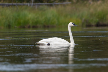Obraz premium A solitaire trumpeter swan swimming in the warm waters of Firehole River, Yellowstone National Park.