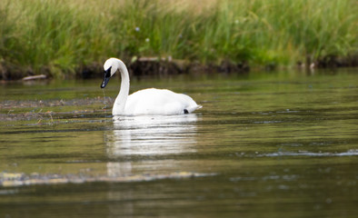 A solitaire trumpeter swan feeding on vegetation in the warm waters of Firehole River, Yellowstone National Park.