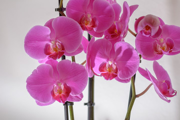 Orchideen