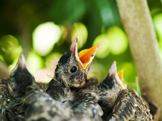 Robins in Nest
