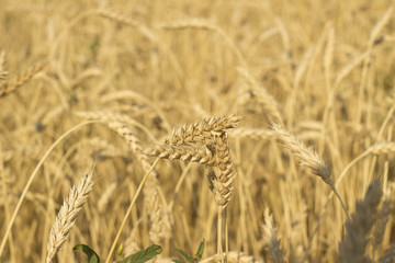 Wheat field