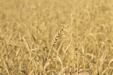 Wheat field