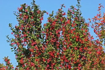 Gewöhnliche Berberitze (Berberis vulgaris) mit Beeren
