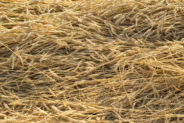 Wheat field
