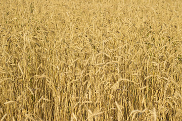 Wheat field