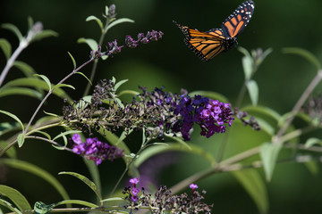 Butterflies are free