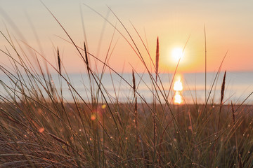 Fototapety  Dune grass at sunrise on the beach, on the island of Usedom