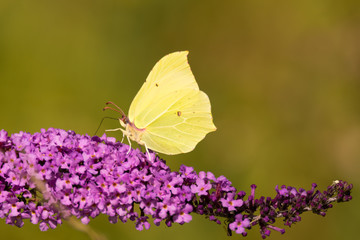 Brimstone (Gonepteryx rhamni) butterfly on Buddleia. A male butterfly in the family Papilionidae nectaring on butterfly bush