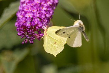Small white (Pieris rapae) and Brimstone (Gonepteryx rhamni) butterflies. Male small white investigates potential mate in a case of mistaken identity