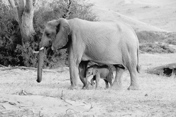 Elefantenkuh und Baby