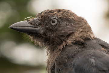Jackdaw (Corvus monedula) close up of head in profile. Juvenile bird in the crow family (Corvidae) appearing scruffy before plumage fully matures