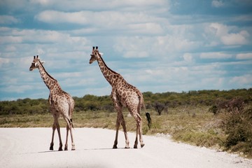 Obraz na płótnie Canvas giraffes crossing our way