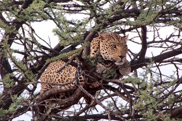 leopard 