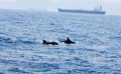 delfine gibralters