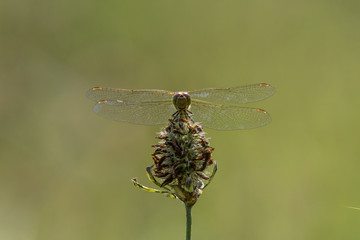 Common darter (Sympetrum striolatum) front view. Female dragonfly in the family Libellulidae, showing compound eyes