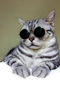 Portrait of American Shorthair gray cat wearing circle sunglasses, cool cat.