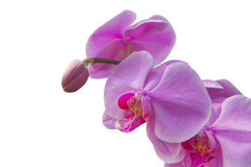 Fototapeta na wymiar orchid flower isolated on white background