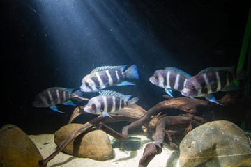 Frontosa Cichlid. Endemic Cichlid from Lake Tanganyika. They are Shoaling Fish