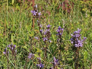 Deutscher Fransenenzian (Gentianella germanica)